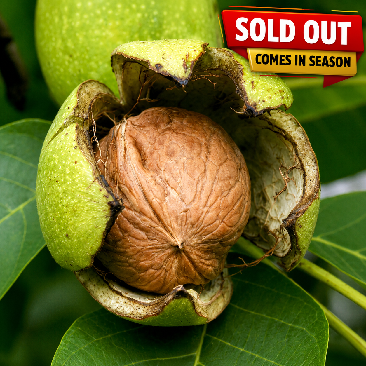 Pure Kashmiri Walnuts – Handpicked from Neelum Valley | Organic Oil-Rich Mountain Walnuts